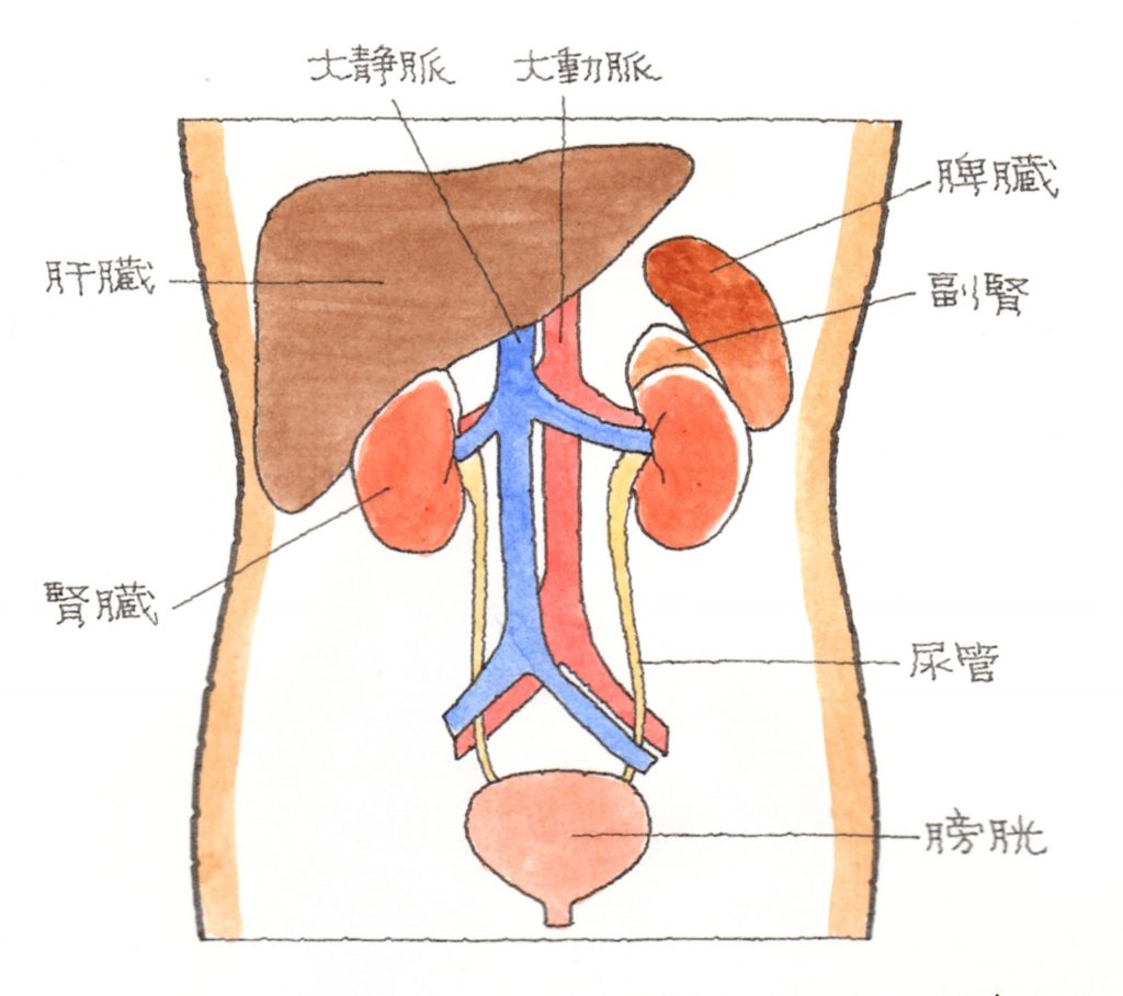 腎臓 の 位置