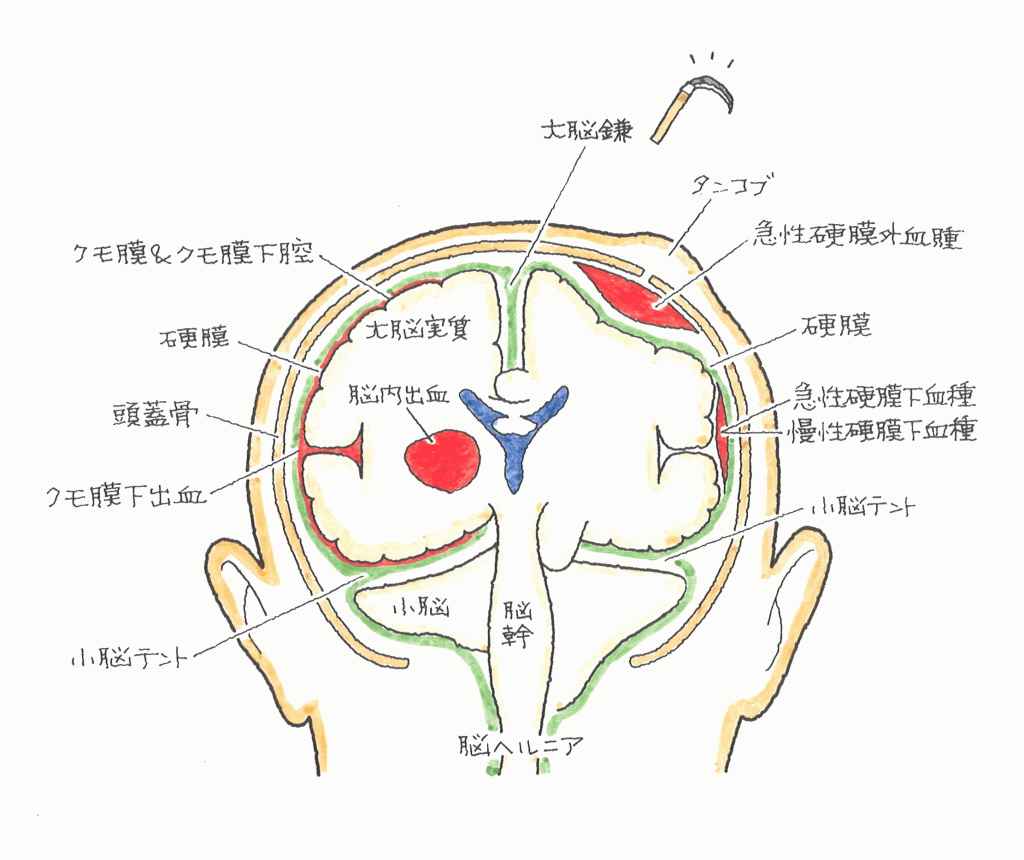 頭部の構造について
