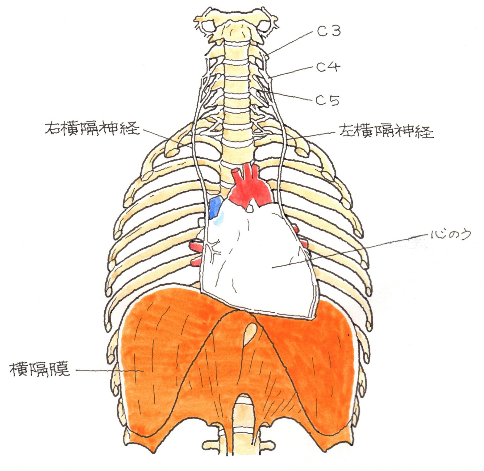 横隔膜の仕組み 弁護士による交通事故相談｜弁護士法人前島綜合法律事務所
