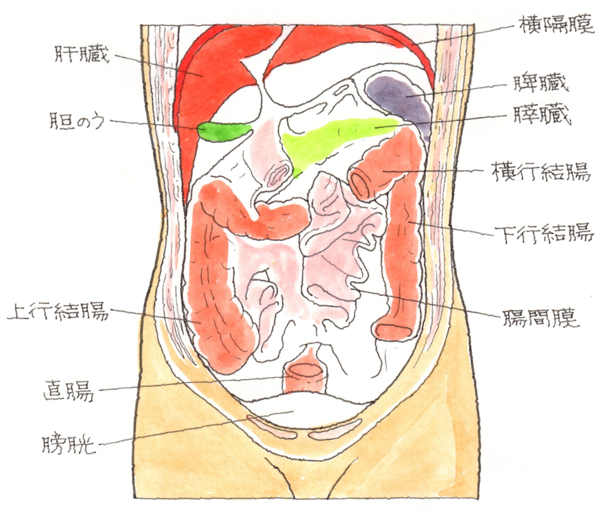 腹膜・腸間膜の障害